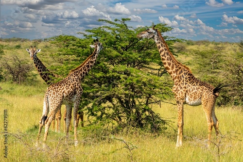 view of three giraffes feeding on an acacia tree in the maasai mara, Kenya, africa