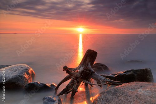 Korzeń drzewa wyrzucony przez morze na brzeg plaży w Rozewiu w Polsce, plaża nad morzem Bałtyckim o wschodzie słońca
