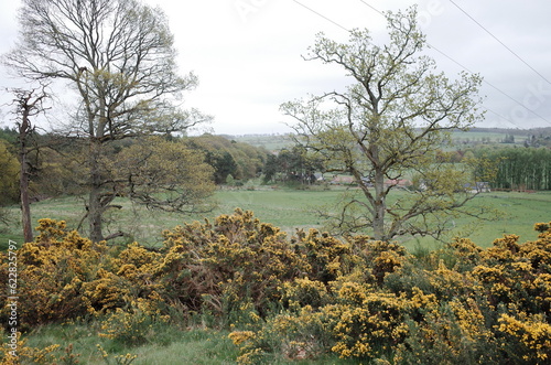 widespread scottish gorse in the field