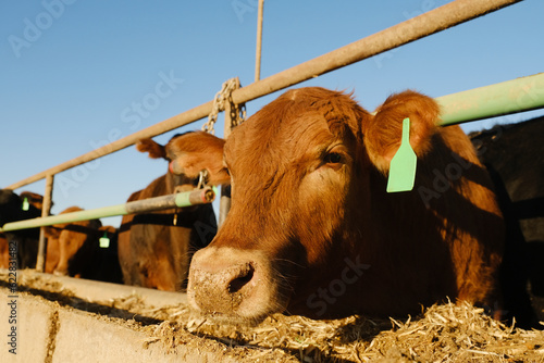 Feed lot cows at bunk feeder on Texas agriculture beef operation.