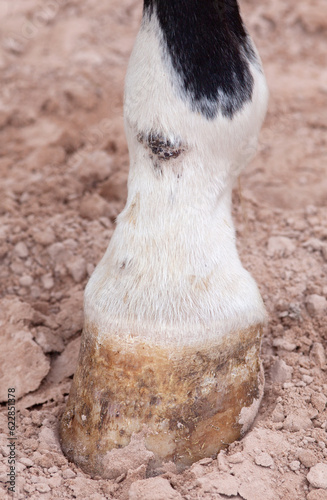 Mud fever, pastern dermatitis in lower limbs of horses leg
