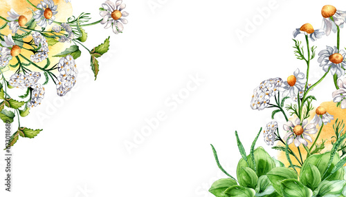 Border of meadow medicinal flower, herb plants watercolor illustration isolated on white background. Daisy, camomile, plantain, achillea millefolium hand drawn. Design for label, package, postcard