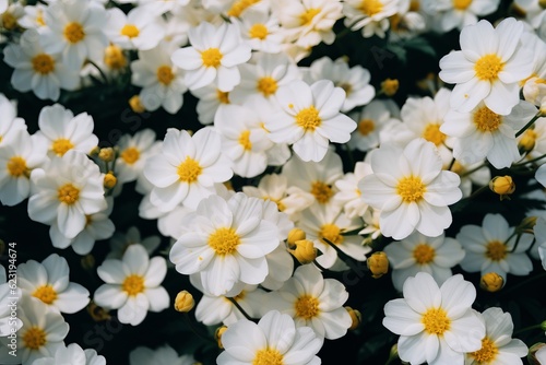 White chamomile flowers