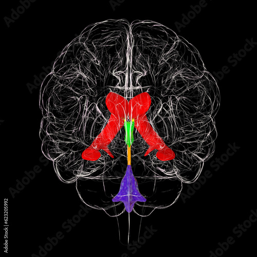 Ventricular system of brain, 3D illustration