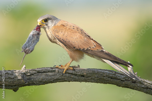 Common kestrel, European kestrel, Eurasian kestrel or Old World kestrel - Falco tinnunculus perched with mouse in beak at green background. Photo from Kisújszállás in Hungary.