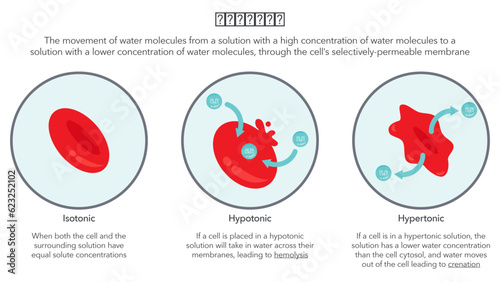 Osmosis in red blood cells science vector illustration diagram