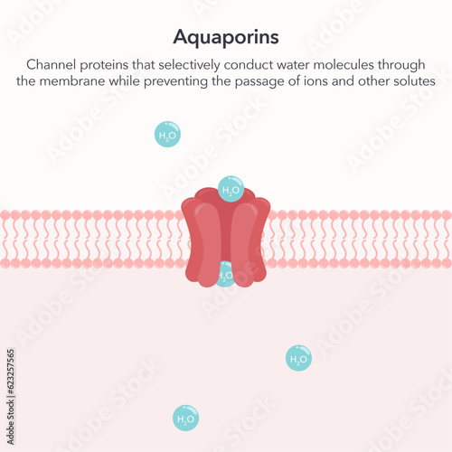 Aquaporins water channel proteins science vector illustration graphic