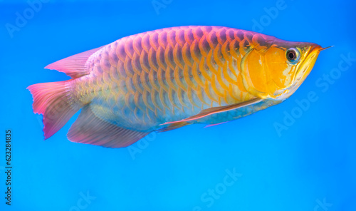 Arowana in aquarium, a favorite fish with long body, beautiful dragon shape colorful for decoration in the aquarium in rich family