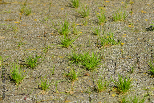 Trawa rosnąca w przerwach między kostkami brukowymi w chodniku 