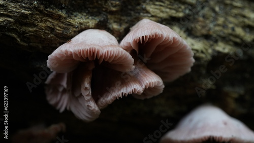 ピンク・シャーベット・ポリポア、学名ガノデルマ・カルノサム（Ganoderma carnosum）は、ガノデルマ属に属する菌類の一種です。