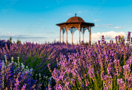 Landscape garden, violet lavender field at sunset