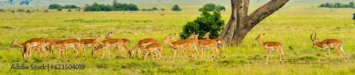 A panorama of a herd of impala antelope in the Maasai Mara, Kenya