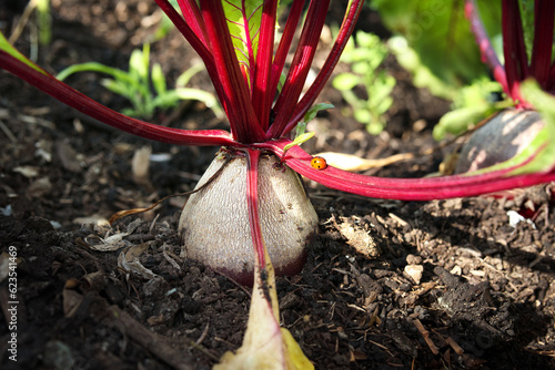 Beets growing in garden or farm field in rows. Multiple large mature beets, beetroots. Known as table beet, garden beet, red beet or Beta vulgaris. Root vegetable summer harvest. Selective focus.