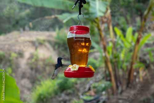 The White-necked Jacobin (Florisuga mellivora), Hummingbird Flying Near a Red Sugar Water Trough