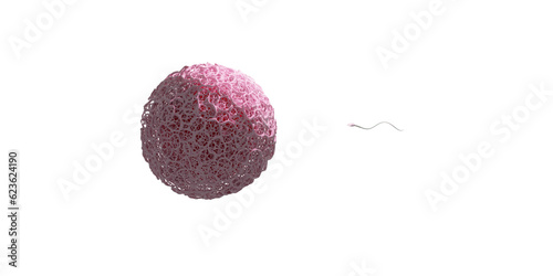 A 3D illustration showing human fertilization with one egg and one sperm. The zona pe