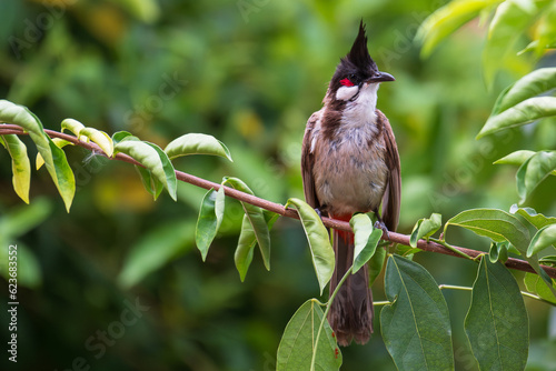 Red-whiskered Bulbul (Pycnonotus jocosus) sitting on green tree branch and this bird is a passerine bird found in Asia.It is a member of the bulbul family.Wild life concept.