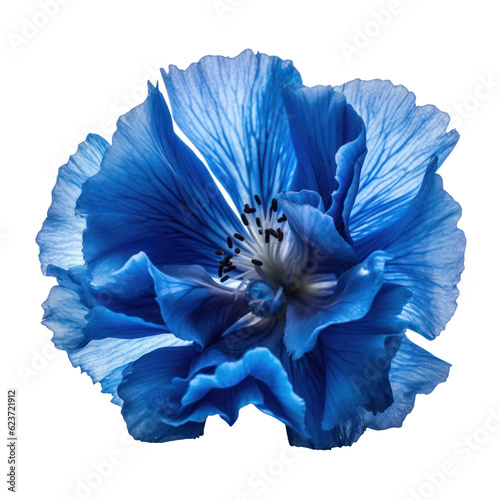 blue flower isolated on transparent background cutout