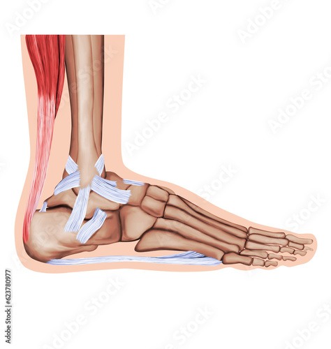 Ankle joint tendons ankle joint foot anatomy medical illustration white background