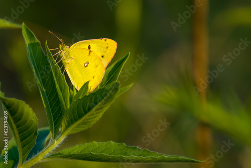 beautiful orange sulfur butterfly, on a green background