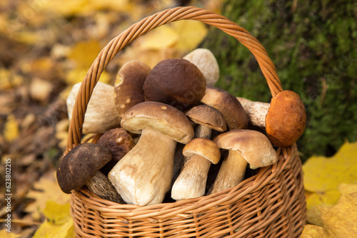 Mushrooms in basket. Porcini boletus wild mushroom in autumn forest in sunlight close-up