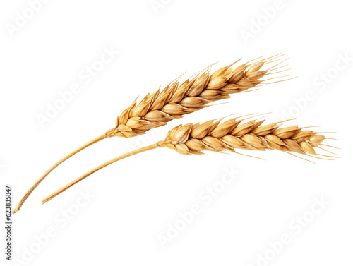 An ear of wheat isolated on transparent or white background, png