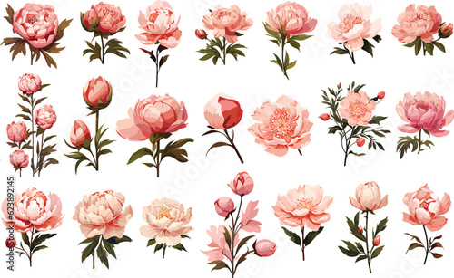 summer peony pretty art illustration vintage decoration design floral vector background romantic beauty flower nature pink style vector style