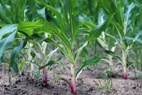 Phytotoxic effect on the corn plant, discoloration, chlorosis caused by the use of the wrong herbicide.