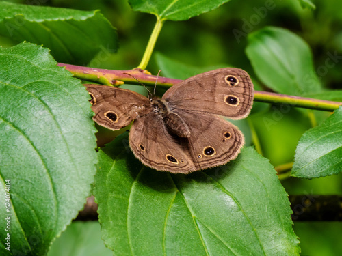 Close-up of a little wood satyr brush-footed butterfly resting on a tree leaf that is growing in the forest on a warm summer day in June with a blurred background.