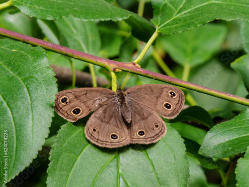 Close-up of a little wood satyr brush-footed butterfly resting on a tree leaf that is growing in the forest on a warm summer day in June with a blurred background.