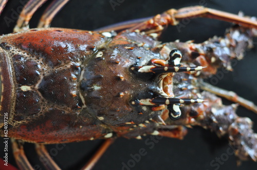 Köstlicher Lobster: Eine verlockende Nahaufnahme des exquisiten Krustentiers von oben