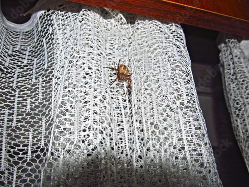 Araneus diadematus, spider on a curtain