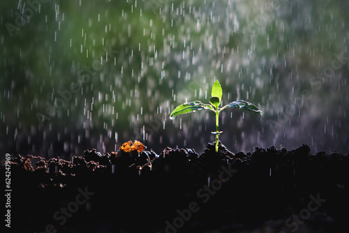 Fresh rain falling on the soil, transparent water droplets and raindrops on green young shoot leaves, refreshing forest and beautiful natural environment 