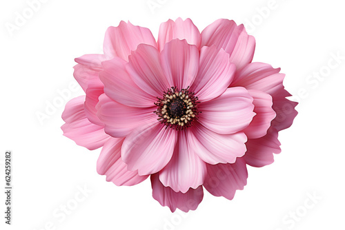 Pink flower blomming isolated on transparency background. Generative Ai