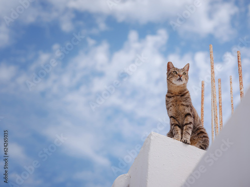 cats lie on roofs of the white-walled houses of city of Lindos. Stray or Feral Cats in islandf Rhodes in Greece. Historic Landmark in Old Town.