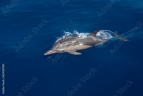 Common dolphin (Delphinus delphis) swimming in the surface of a blue and calm sea