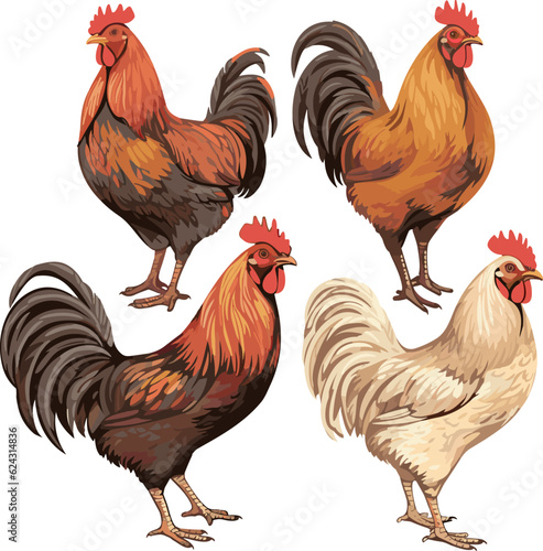 Hen and rooster isolated on white background, detailed vector illustration.