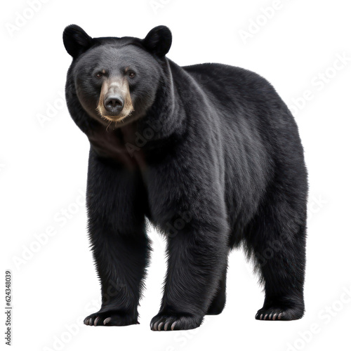 Big black bear on a clean transparent background. Generative AI