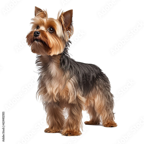 Studio portrait of yorkshire terrier a white isolated backdrop