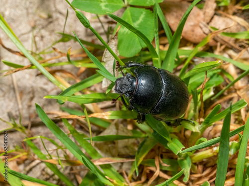 Dor beetle