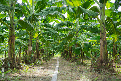 Captivating Asian Farm Serene Pathway among Thriving Banana Trees in Rural Thailand