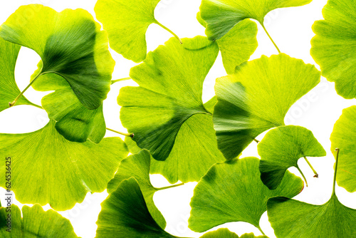 ginkgo biloba leaves isolated on a white background