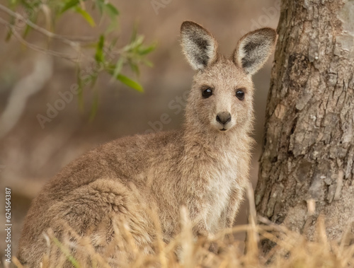 Eastern Grey Kangaroo ( macropus giganteus) with its ears pricked up and being alert in the wild at the Gold Coast, Australia.