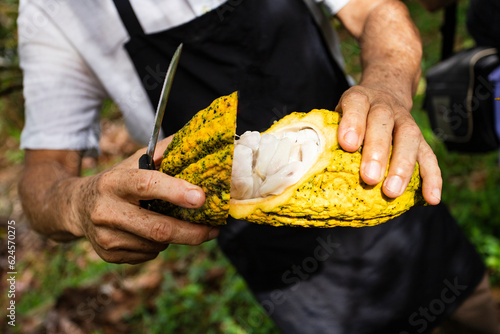 Machete cutting cacao fruit at harvest time - Theobroma cacao