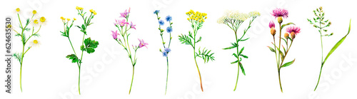 Realistic set of meadow wildflowers - field bell, camomile, chicory, bluegrass, yarrow, cornflower, buttercup and tansy hand-drawn. Watercolor floral natural illustration of delicate plants isolated