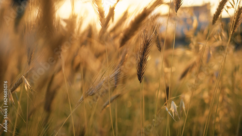 Wheat Field in the countryside at yellow sunset summer time