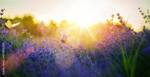 Summer meadow with many summer lavender flowers and butterflies on a sunny day