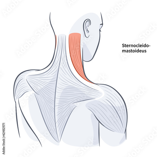 Women shoulder and back muscles structure vector illustration