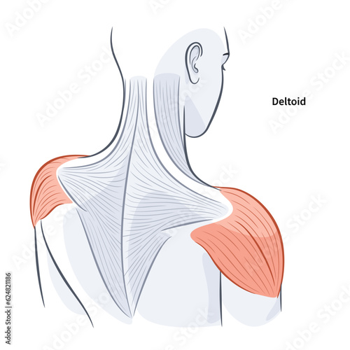 Women shoulder and back muscles structure vector illustration