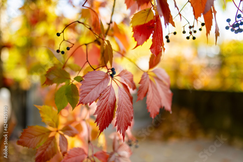 Beautiful red virginia creeper leaves on a tree branch on bright autumn day