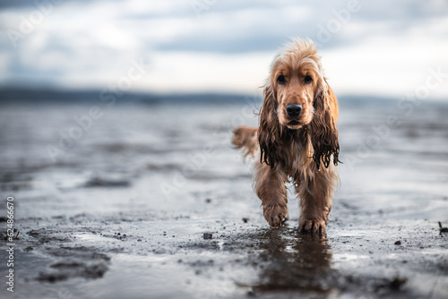 Golden cocker spaniel on the beach dramatic wet